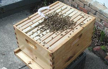 package bees installation